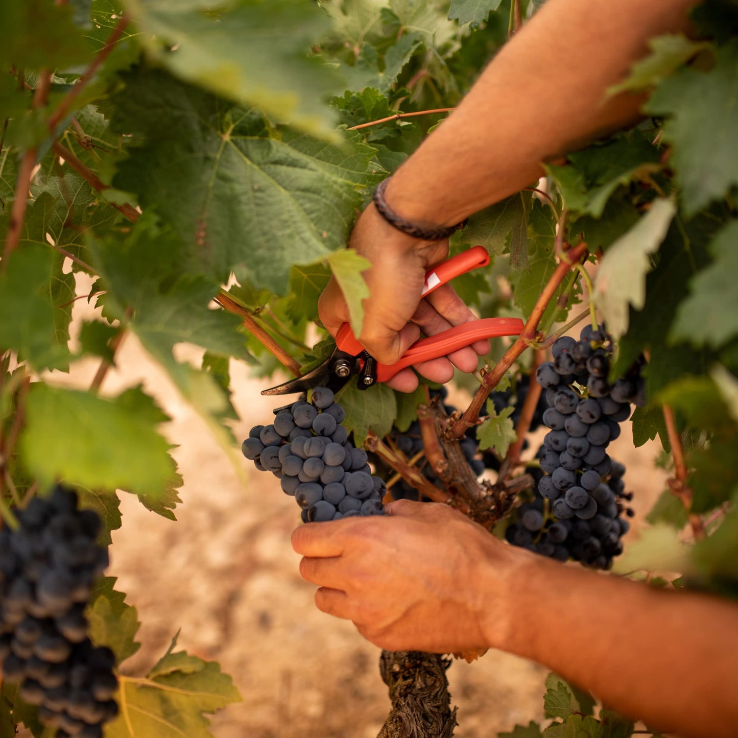 Protos Vino Tinto Crianza Magnum, Vino Tinto Crianza, Ribera del Duero150cl